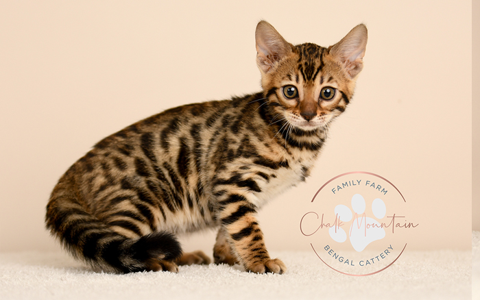 Bengal kitten for sale